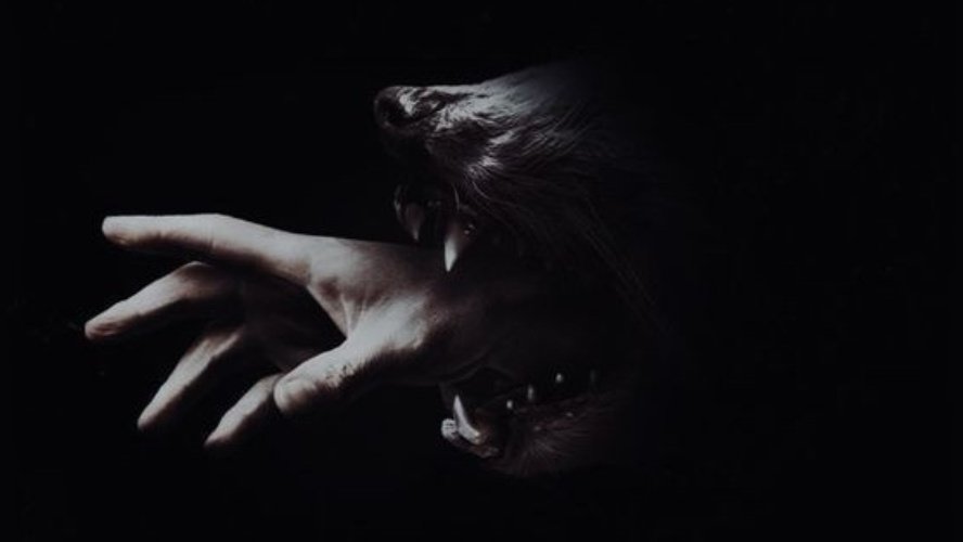 ᅠᅠᅠ𝓒𝑨𝑵𝑰𝑵𝑬. (@tenebrislupis) on Twitter photo 