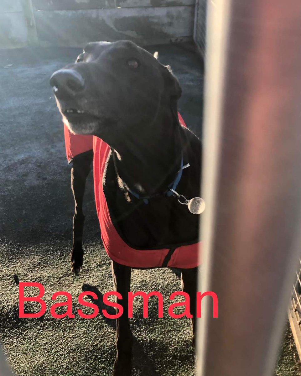Greyhound Adoption @ Seaside Greyhounds tweet media