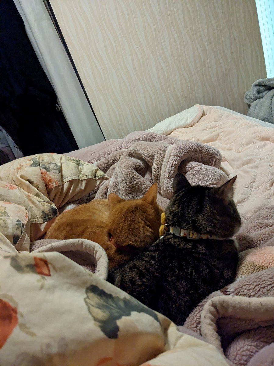 ポテコさまご購入品 リメイク缶 バケツ型取手付き 子猫と赤いリボン