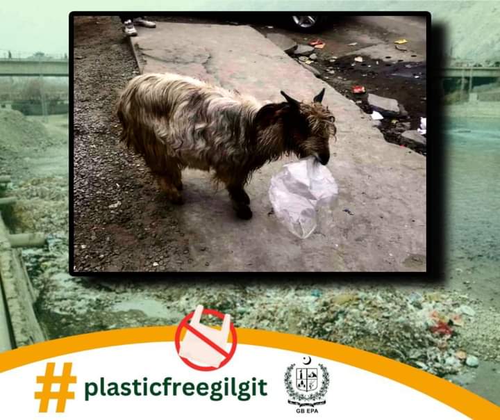 PlasticFreeGLT's tweet photo. پلاسٹک آپ کے مال مویشیوں کے لیے بھی خطرناک ہے، 🛑🛑🛑
لہزا ذمدار شہری ہونے کا ثبوت دیں اور پلاسٹک کے استعمال کو ختم کریں۔❌🚫

خصوصی پیغام: ادارہ تحفظ ماحولیات گلگت بلتستان
#plasticfreegilgit 
@GB_EPA 
@csgbpk https://t.co/rXBWbBy0UE