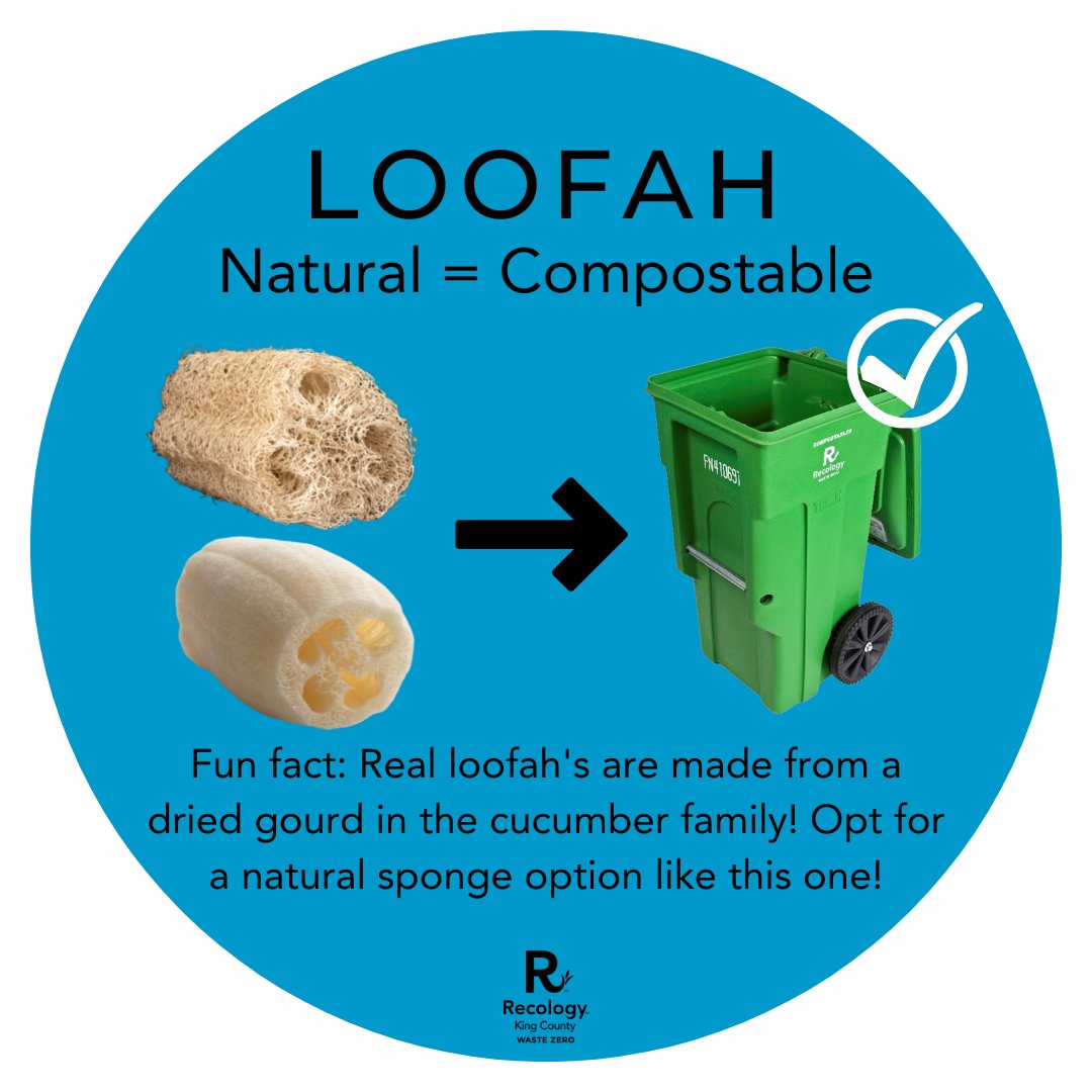 RecologyKC's tweet photo. Typical plastic-based fiber sponges and "compostable" sponges are trash! Opt for a natural option, the loofah, which is made from a gourd and can be composted! ♻️ 

#WDIGW #RecologyKC #Sponges https://t.co/WKEmxAnScO