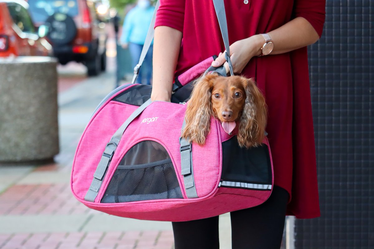 jmaquaticspets's tweet photo. Whether it’s a trip to the vet or across the country, the Bergan® Comfort Carrier helps your pet travel comfortably and the practical design takes the stress out of traveling. 

#grandjunction #sharegj #jmaquaticspets https://t.co/Z3upCipU7j
