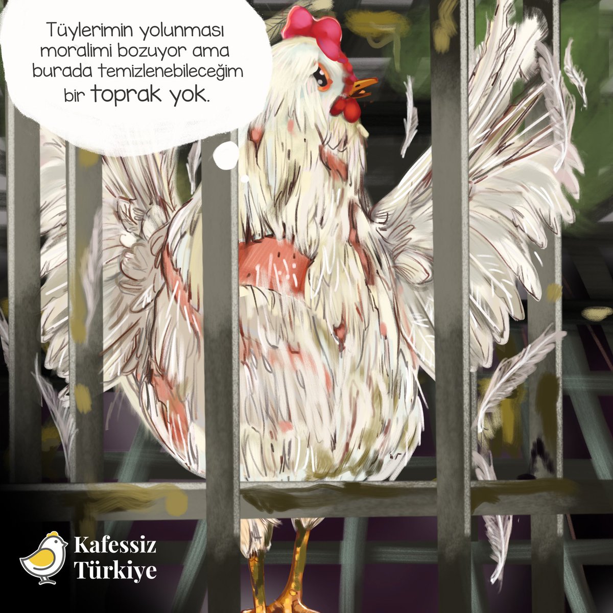 KafessizTurkiye's tweet photo. Toprak banyosu tavuk sağlığı için hayati önem taşıyan ihtiyaçlardandır. İçgüdülerinde olan rahatlık, güven, sağlık ve huzuru toprak banyosuyla bulurlar. 

Onların tek umudu sensin. Lütfen Maya’nın sesini daha fazla insana duyurmak için bu postu paylaş. 🧡 https://t.co/eeOSRlJvPs