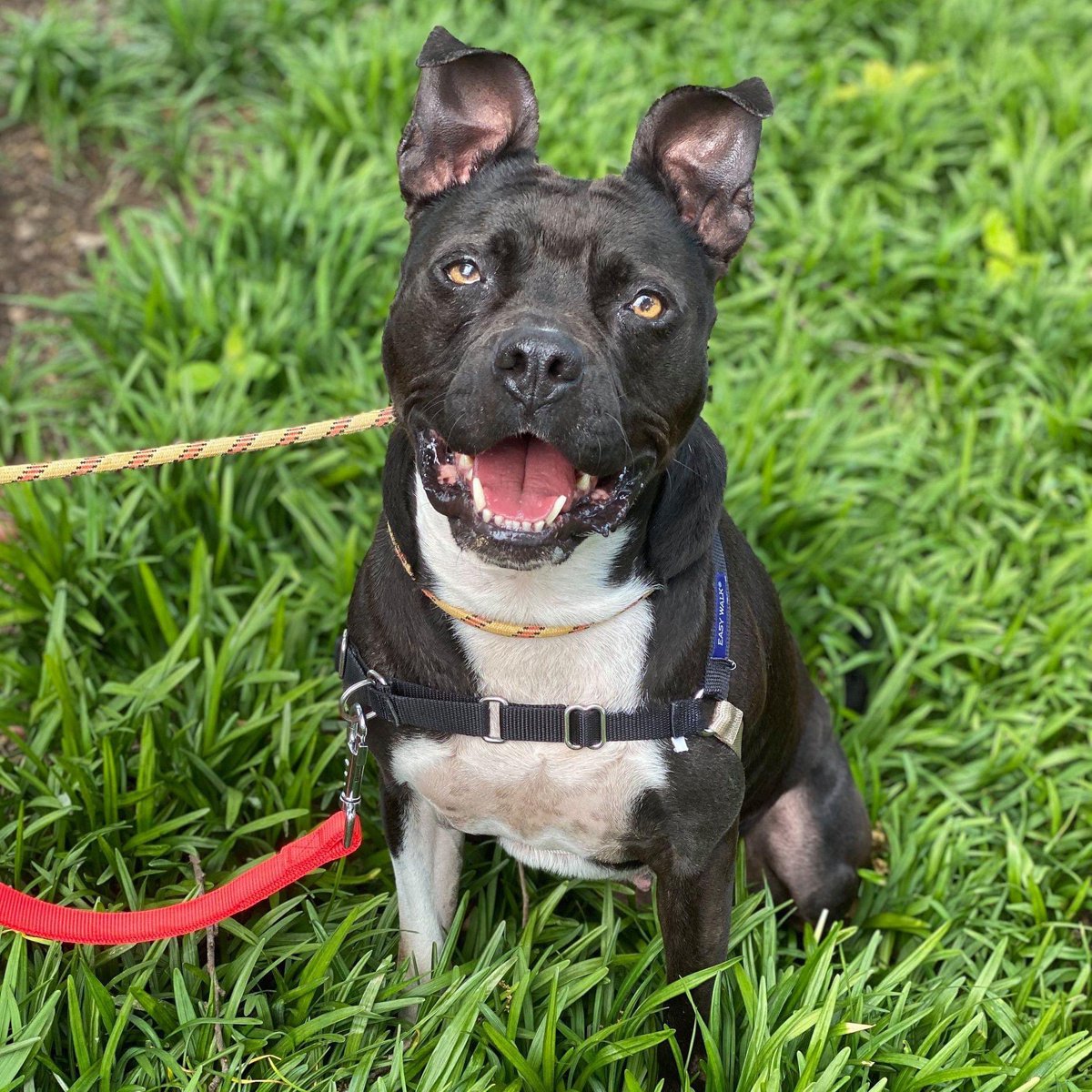 I would love to pet Ginny. She has been at @LexingtonHumane in need of a home since 12/19/19. Ginny is loving, strong, and playful. VERY playful. She can destruct all the toys that say they are indestructible. She wants to play all the time. Being with people makes her happy.