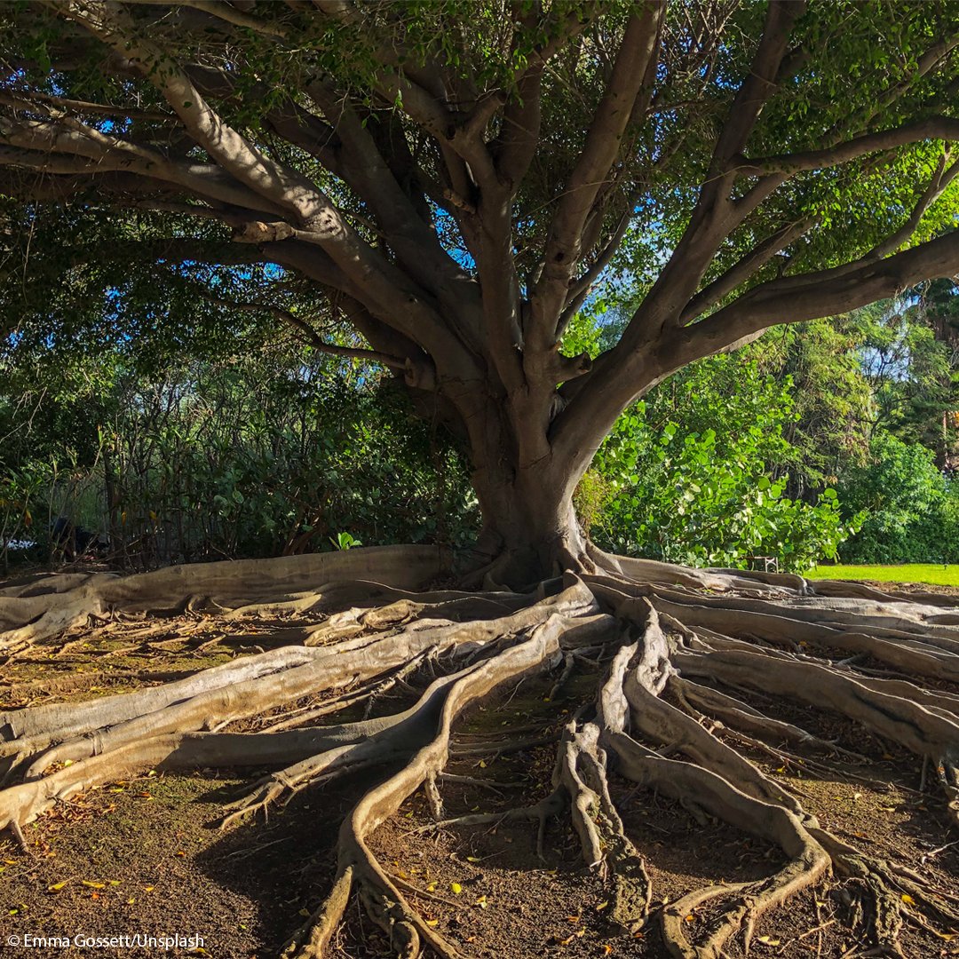 UNESCO's tweet photo. 🛑 People are NOT superior to nature.
🛑 Nature does NOT exist to serve humans.

We must reconnect with nature and rediscover what it means to live in harmony with the planet. https://t.co/G9yAMMNPmN https://t.co/4tJLEPw4M8