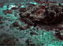 cklistjournal's tweet photo. First records of Epinephelus coeruleopunctatus (Bloch, 1790), Whitespotted Grouper, (Teleostei, Epinephelidae) in the southern Arabian Gulf 

https://t.co/2UUT41vFZz 

#MarineProtectedAreas #UnitedArabEmirates #fishreef #marine #fisheries #checklist #checklistjournal https://t.co/YFPsAa8oeh
