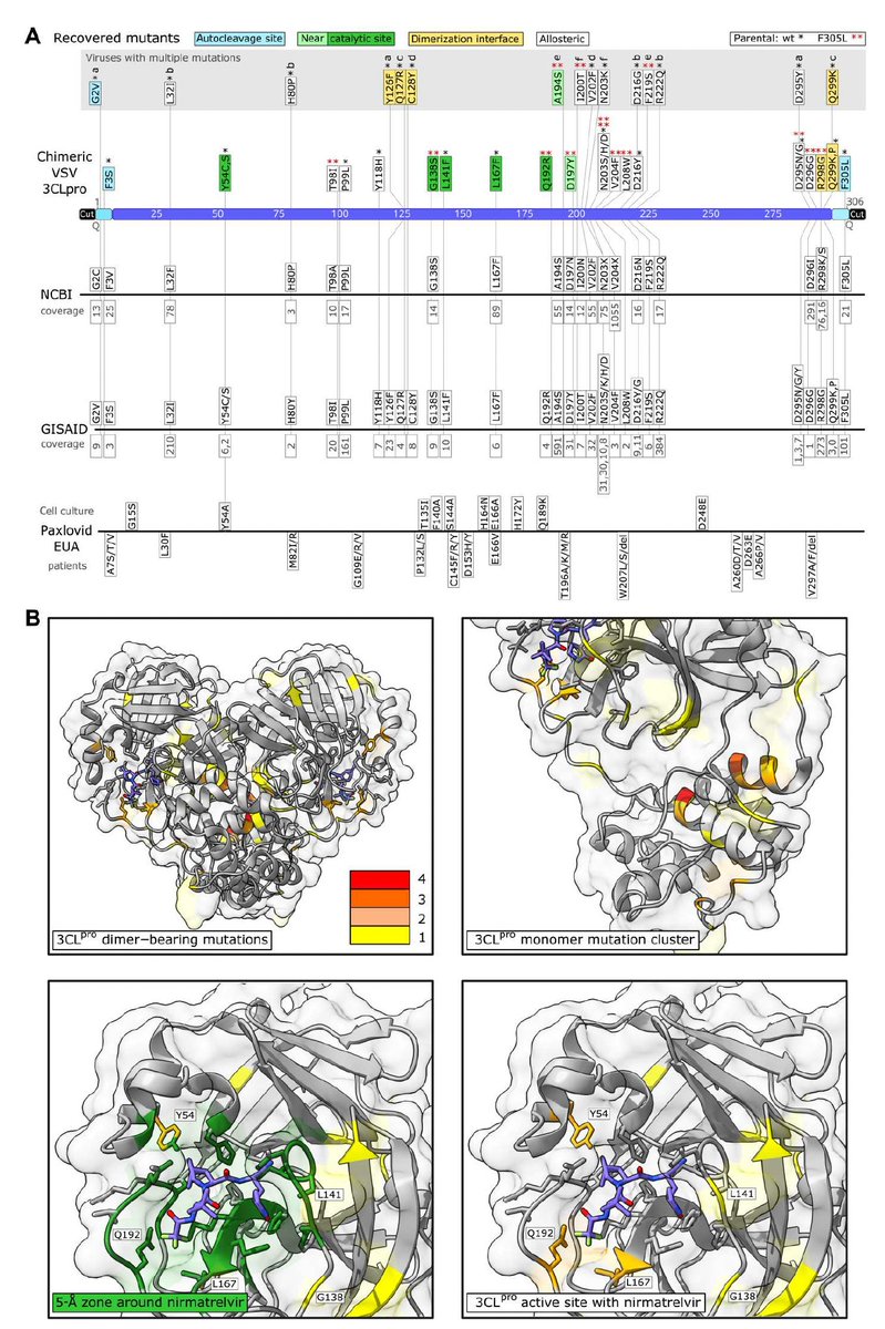 Some #SARSCoV2 mutations that confer resistance to Paxlovid have been deposited @NCBI & @GISAID science.org/doi/10.1126/sc… @ScienceTM 'Our findings argue for highly selective use...because extensive, unselective use is expected to rapidly lead to emergence of drug resistance.'