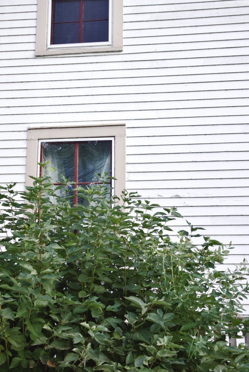 Wednesday window and a bush 📷🪟🌳.

#canonphotography #Canon #photography #outdoors #archive #aesthetic #PHOTOS #wednesdaywindow #wednesdayvibes #PhotographyIsArt #photographyredefined