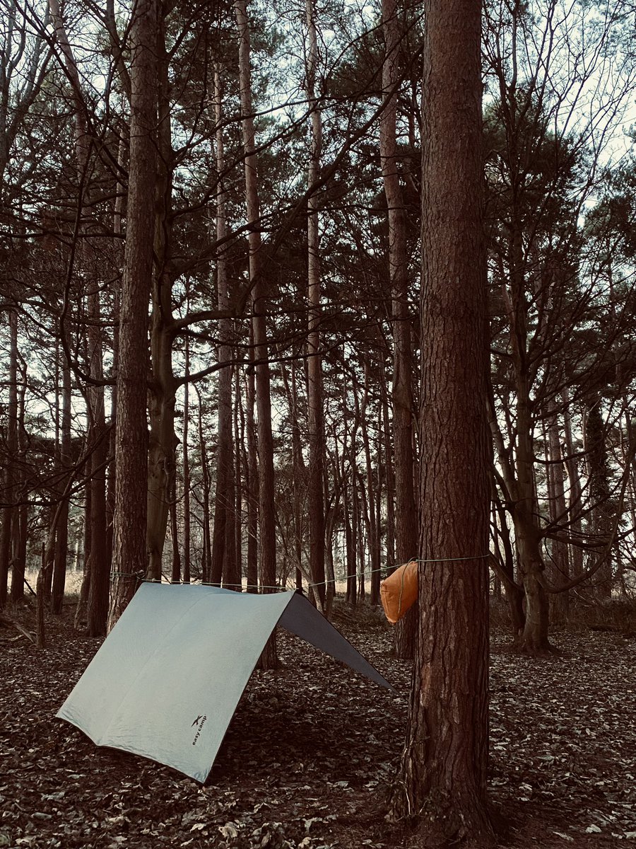 dpsforestschool tweet media