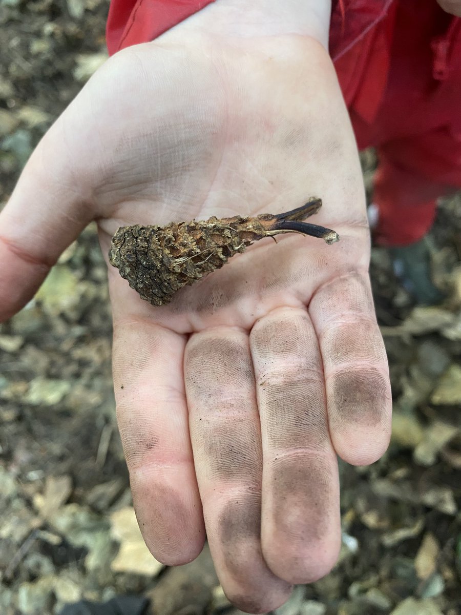 dpsforestschool tweet media