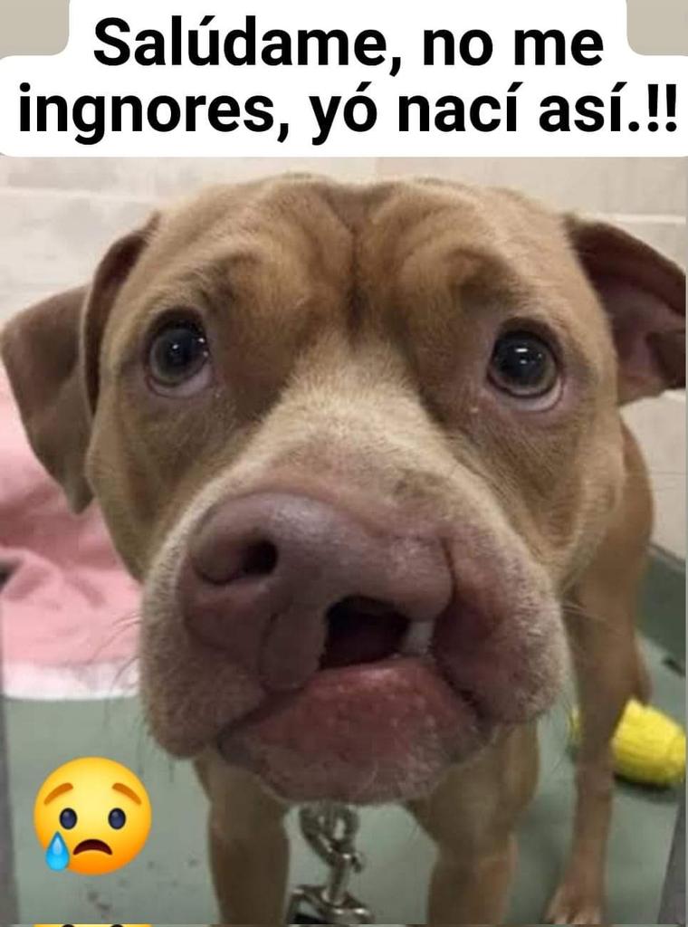 Perrosenlacalle's tweet photo. Nunca hay perritos feos, y si hay personas que no los ven así.... https://t.co/n2zy72k7c2