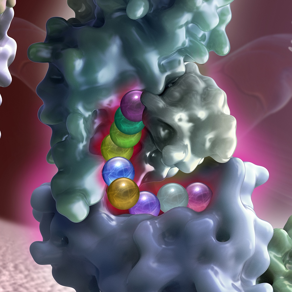 TheWeberGroup's tweet photo. See Audra Geras' latest ‘bioscape’ that features the synthesis and transport of the T-Cell activation phase in our latest newsletter https://t.co/8GDihfn53t #TheWeberGroup #TWG #ArtRep #medicalIllustration #glasseffect #AudraGeras #3DIllustration #anatomicalart https://t.co/F3BubVvLRR