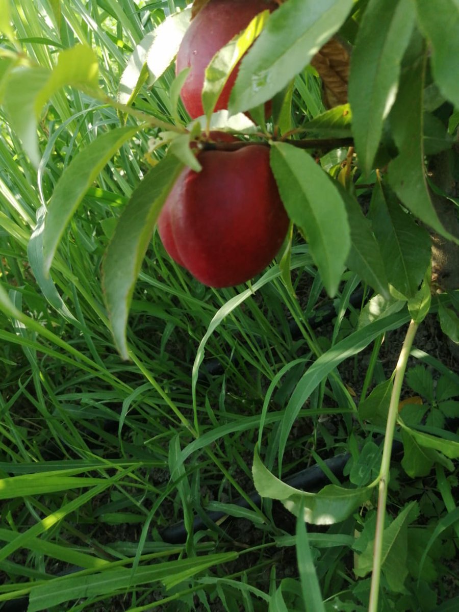 ManAgroAz's tweet photo. #Nectarine #fruttaman #managro @Fruttamann https://t.co/TB1v8oVsK6