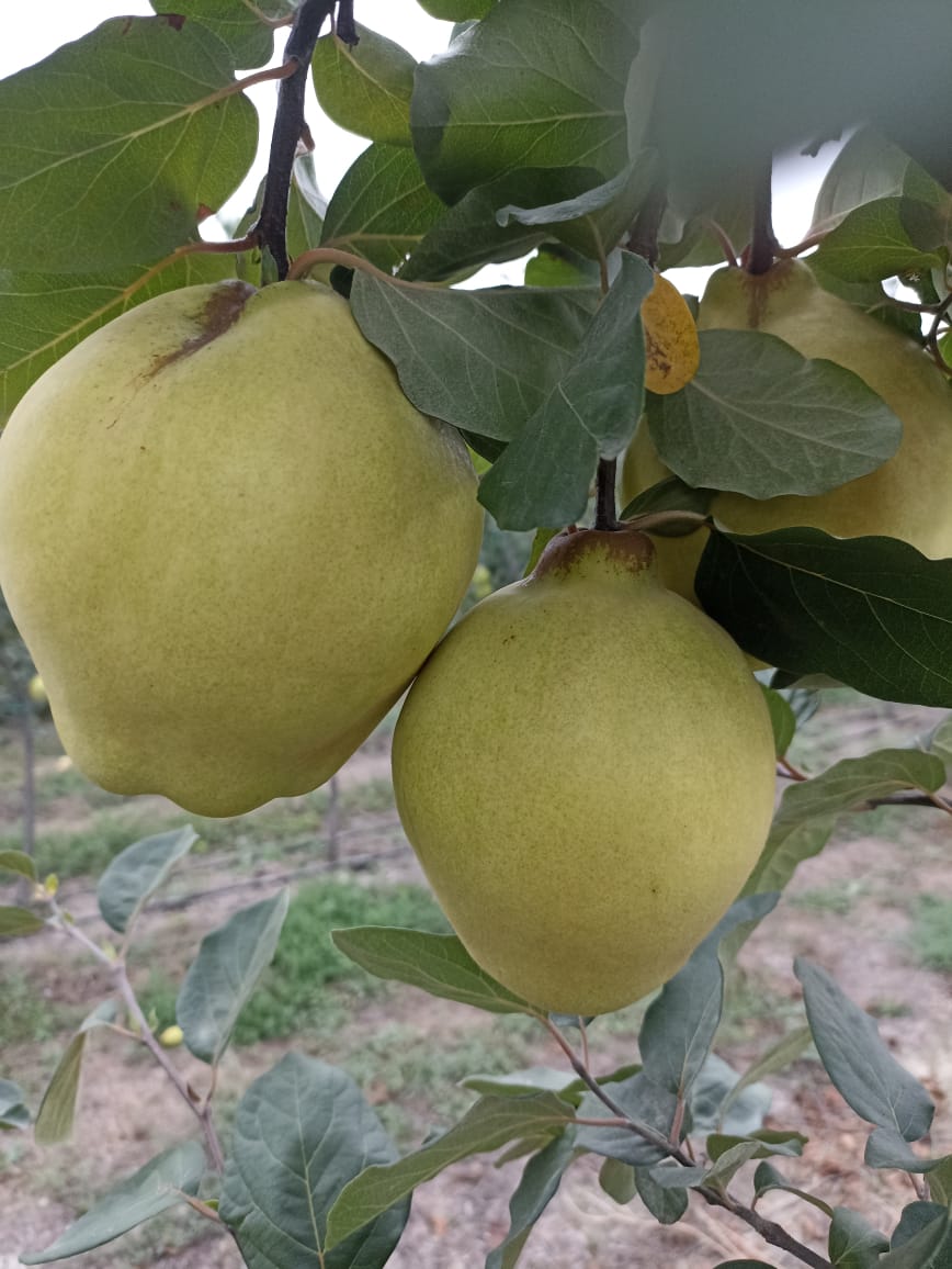 ManAgroAz's tweet photo. #Quince Eshme #eshme #QuinceEshme #fruttaman #managro @Fruttamann https://t.co/2HZL9KZmJi