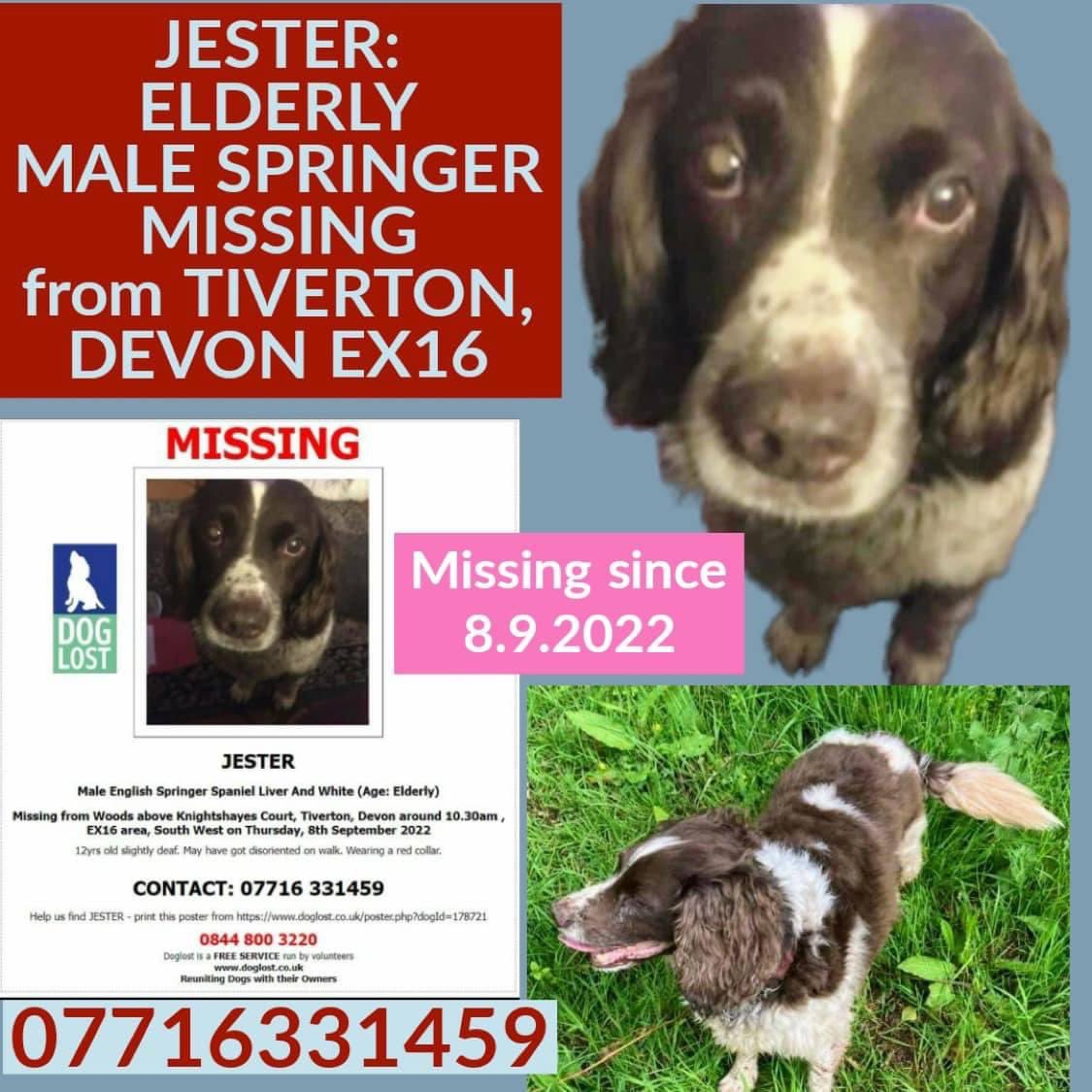 rosieDoc2's tweet photo. #SpanielHour
JESTER-HE STOMPED THROUGH MUD🫣
HES an elderly boy
POSTERS HAVE BEEN PUT UP ALL OVER #Chettiscombe #Chevithorne #Calverleigh #Loxbear #Dulverton #Stoodleigh #Huntsham #EastMre #Halberton #Uplowman STILL NO ONE SAID THEY’D FOUND HIM
9/9/22
https://t.co/AtMq4k5j74 https://t.co/g0Uz8353ei