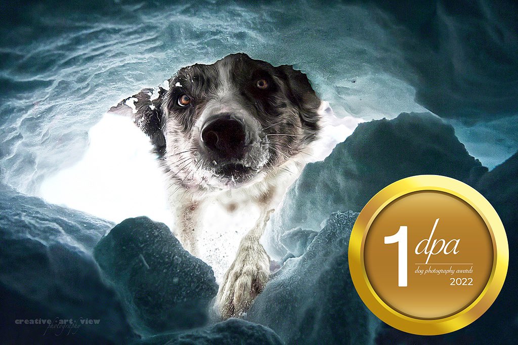 creativeartview's tweet photo. PROUD AND HAPPY ABOUT THE
1ST PLACE
IN THE CATEGORY PORTRAIT &amp;
LANDSCAPE AT
THE INTERNATIONAL DOG PHOTOGRAPHY AWARDS 🥇 

THANKS TO THE WHOLE TEAM OF THE AVALANCHE RESCUEDOGS 👍🏻 https://t.co/vzCowtbRuo