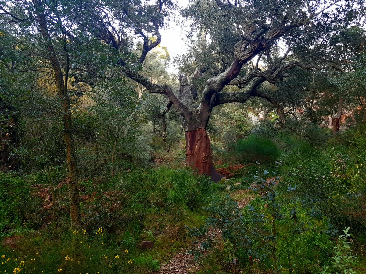 Amigos de la Sierra de Espadán han puesto en marcha la iniciativa #RecuperemLaMosquera para salvar el alcornocal más mágico y monumental del territorio valenciano. Quieren que @generalitat  compre la finca para conservarla. Lo hemos contado en @apuntnoticies @GVAparcs #GenteAPIA