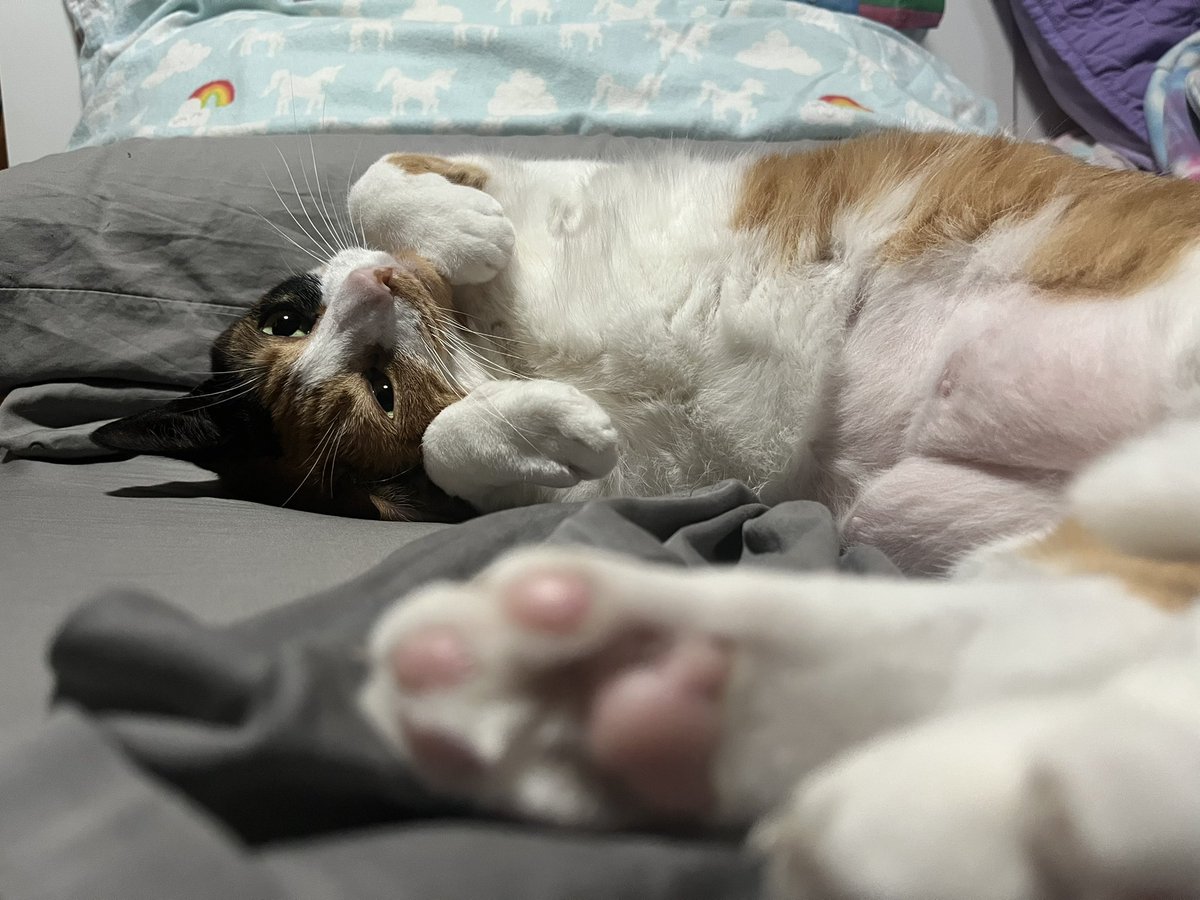 FalkorTheCat's tweet photo. Pet me

Yes or no? https://t.co/nouC9SE7Jz