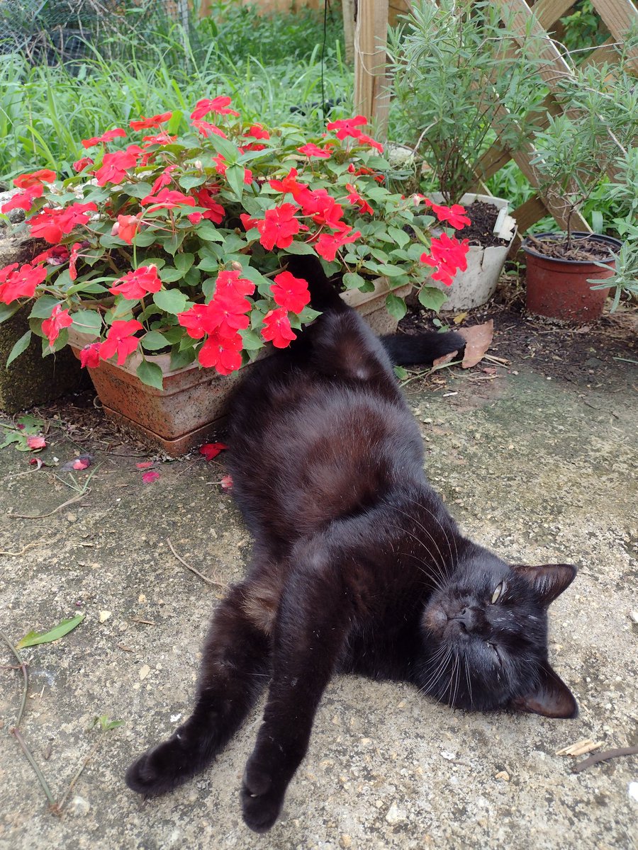 Hawking ✌️😺 <a href="/ObservatoryCats/">Observatory Cats</a>