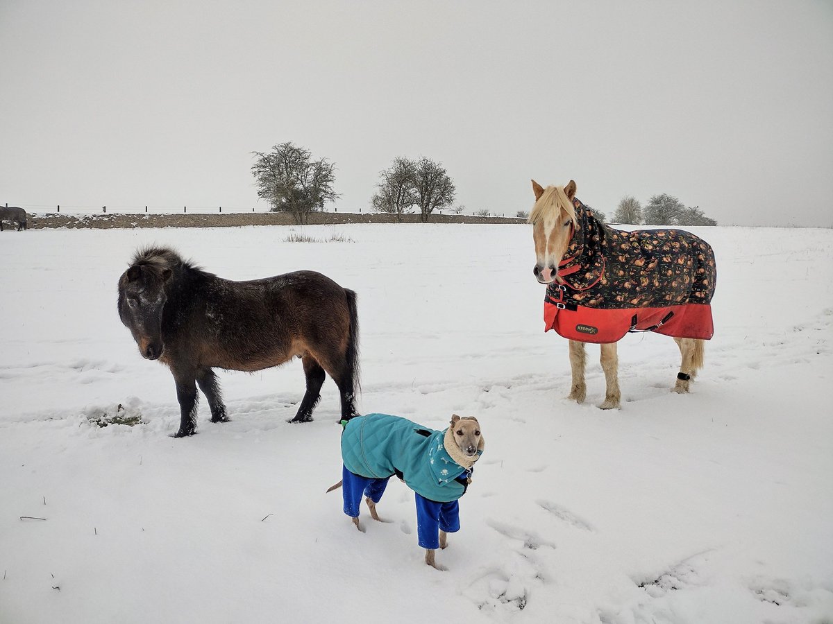 Equine Therapy Center tweet media