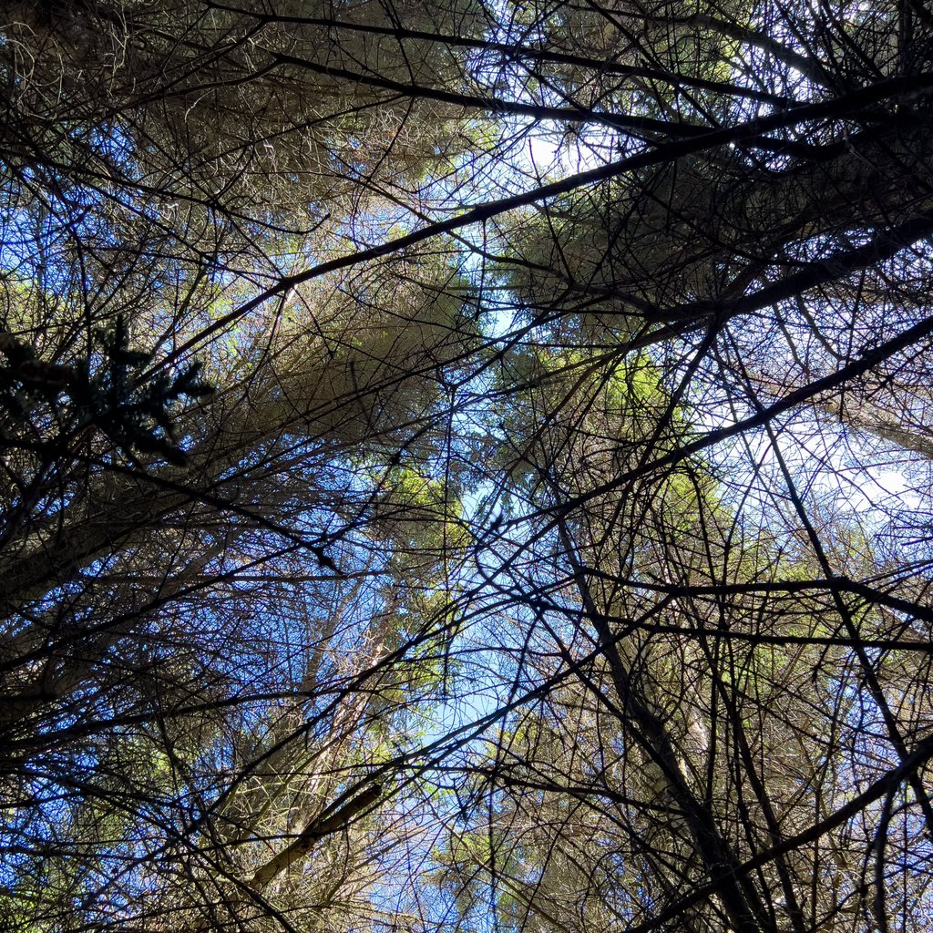 amylou2114's tweet photo. Hill Cove Forest - it may not be big, but it’s still a magical place on #westfalklands 🥰
#falklandislands #smallforest https://t.co/lGKRjSEmjI