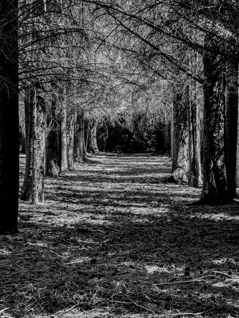 amylou2114's tweet photo. Hill Cove Forest - it may not be big, but it’s still a magical place on #westfalklands 🥰
#falklandislands #smallforest https://t.co/lGKRjSEmjI