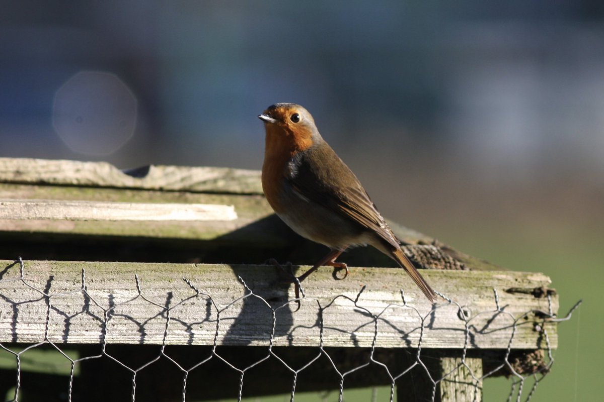 Shibden WI tweet media
