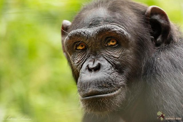 chimpaday's tweet image. Today's chimpanzee is Akim! Akim was a victim of the illegal wildlife trade, poached from the wild to be sold as a pet. She was rescued instead and is lucky enough to live at Sanaga-Yong Chimpanzee Rescue. At the sanctuary, she has access to a forested enclosure and other chimps.