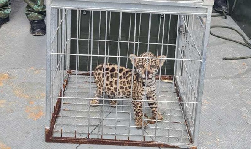 conexaoplaneta's tweet image. #Caçador mata fêmea de #onça-pintada e tenta vender seu #filhote em Manaus. Criminoso foi preso graças a uma denúncia. Enquanto os crimes ambientais no Brasil ainda tiverem punições leves, infelizmente continuaremos a noticiar barbaridades como esta: bit.ly/3VQh8bA