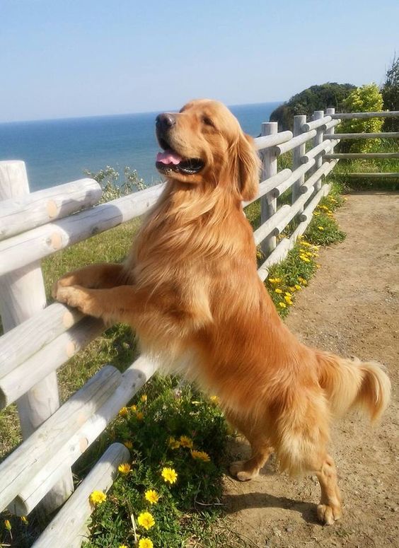 A Goldie is the main thing on earth that cherishes you more than you adore yourself--

#goldenretrievers #goldenretrieverlove #goldenretrieveroftheday #goldenretrievertoday #goldenretrieverclub #goldenretrieversofig #goldenretrieverlife