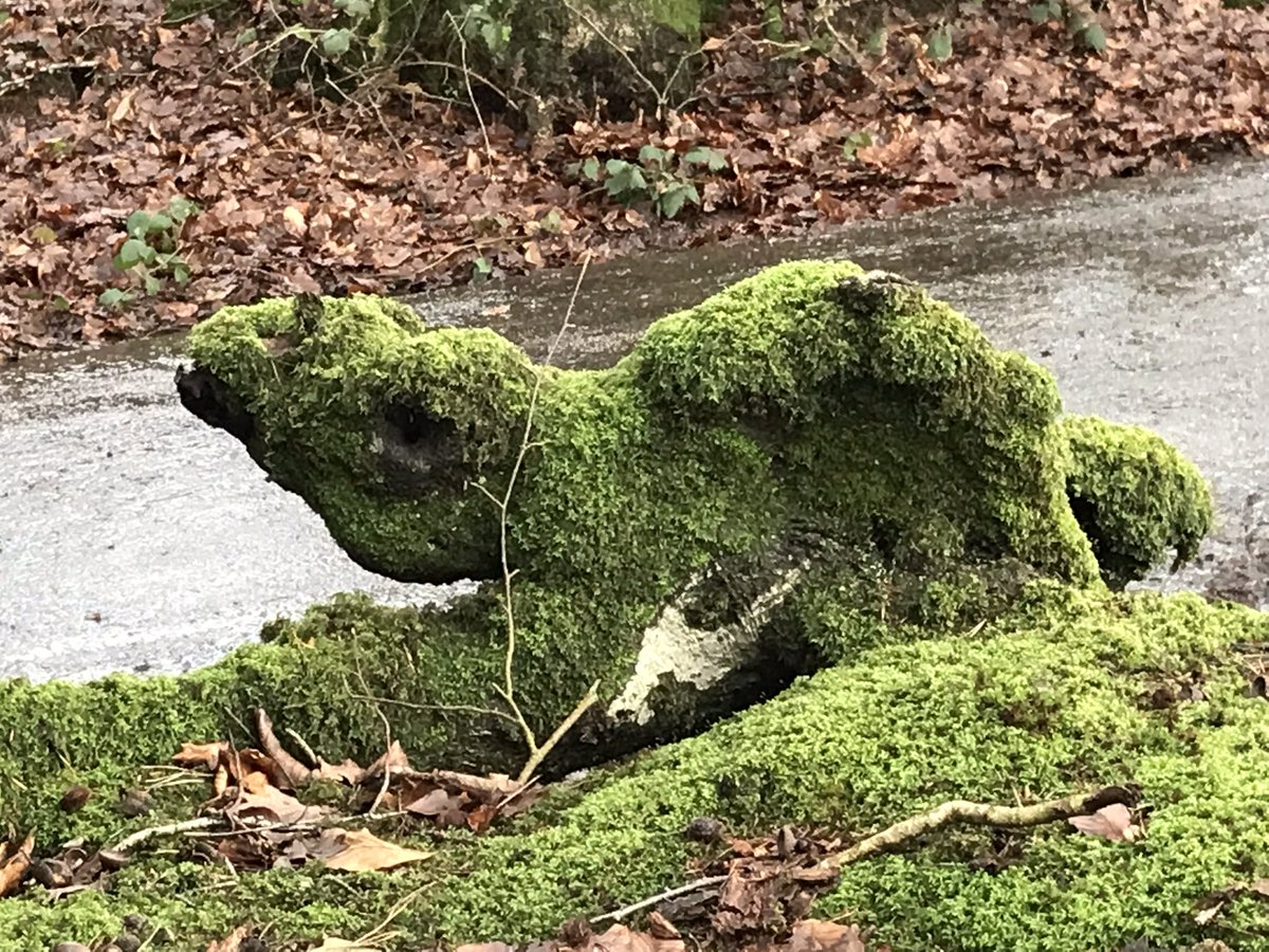 Rare woodland creature spotted today. 
#woodlandcreature #ancientwoods #trees #devon