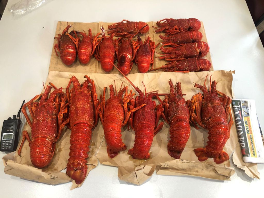 pulsetasmania's tweet photo. Man Caught With 16 Illegal Rock Lobsters Near Launceston #tasnews https://t.co/IQkqmIMlTZ https://t.co/5jDEaZobyA
