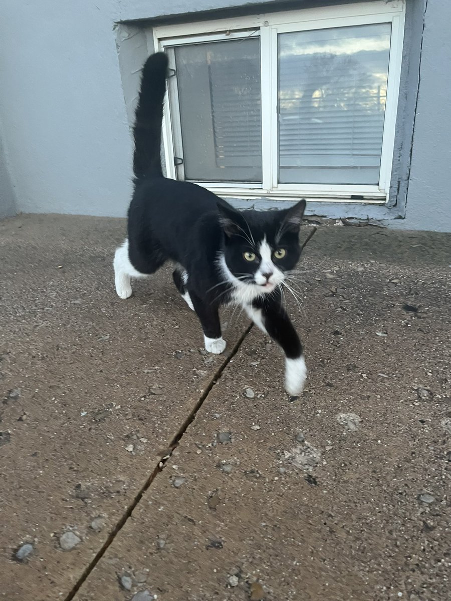 izzybells13's tweet photo. hi i found this sweet guy on 400 south and 900 west salt lake city if u recognize him, call me https://t.co/bAEa54kvoa