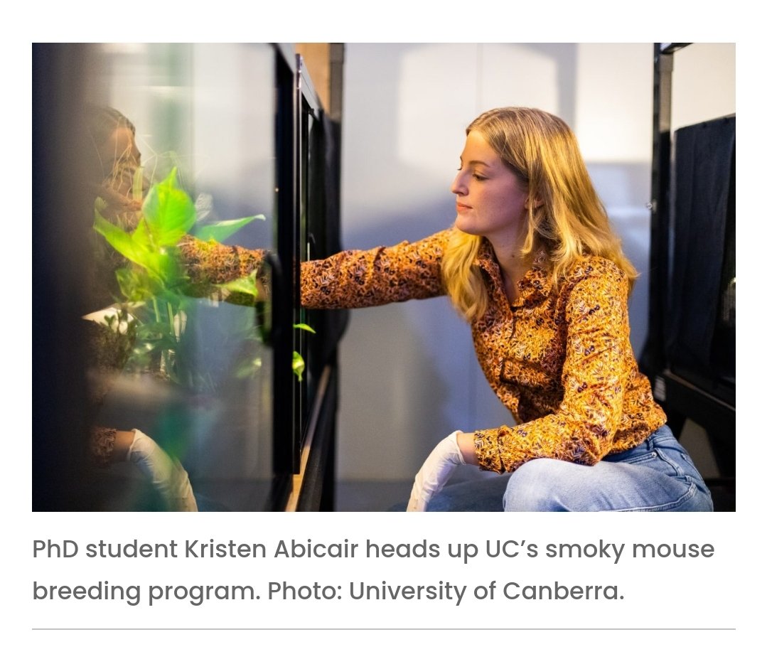 Dr Marissa Parrott (@drmparrott) on Twitter photo So proud of my amazing PhD student <a href="/KAbicair/">Kristen Abicair</a> ! Check out this new article on her awesome conservation work breeding & reintroducing the endangered Smoky Mouse 🐭 Well done Kristen!
<a href="/UniCanberra/">University of Canberra</a> <a href="/ZoosVictoria/">Zoos Victoria</a> @nswenviromedia <a href="/ACTGov/">ACT Government</a> 
#FightingExtinction 
the-riotact.com/hope-for-the-e… So proud of my amazing PhD student <a href="/KAbicair/">Kristen Abicair</a> ! Check out this new article on her awesome conservation work breeding & reintroducing the endangered Smoky Mouse 🐭 Well done Kristen!
<a href="/UniCanberra/">University of Canberra</a> <a href="/ZoosVictoria/">Zoos Victoria</a> @nswenviromedia <a href="/ACTGov/">ACT Government</a> 
#FightingExtinction 
the-riotact.com/hope-for-the-e…