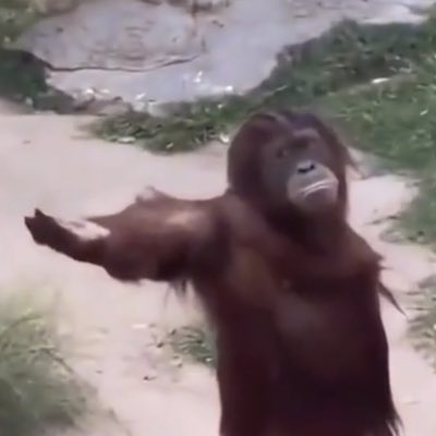 Senor_MonkeyMan's tweet photo. fear the monke #NewProfilePic https://t.co/dBstMpYVLU