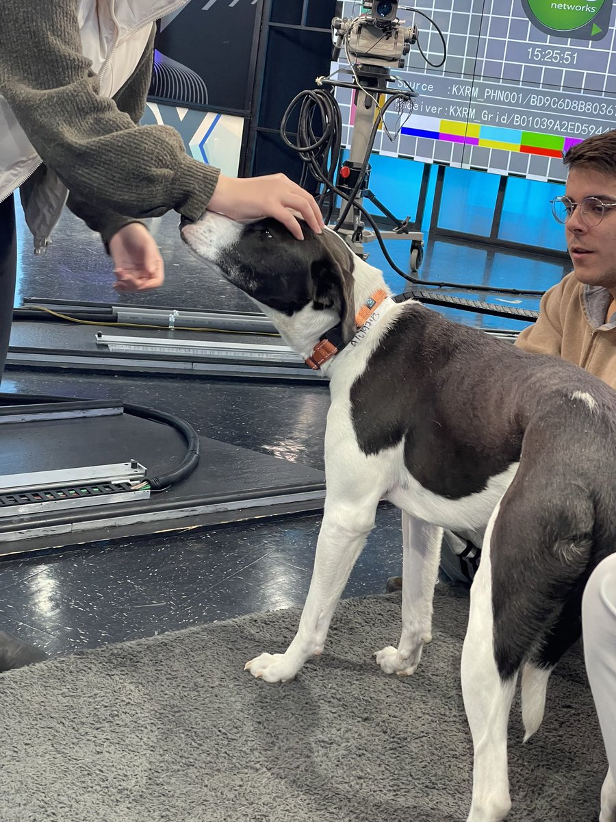 AbbieBurke21's tweet photo. PET OF THE WEEK: Pablito is a 1yo
Pointer Mix who came in as a stray. He’s a little shy at first but super sweet. Would make a great hiking buddy! Adoption Fee $250 Available NOW @HSPPR #adoptme #adopt #adoptdontshop #coloradosprings #pointermix #dogsoftwitter https://t.co/r2IAEDe9Lu
