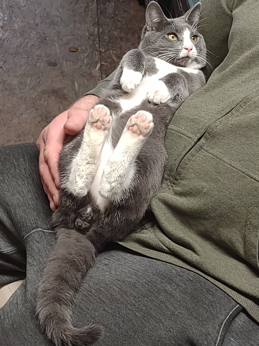 LordBoozeKitty's tweet photo. Gambit is now a eunuch. #CatsOfTwitter #cats https://t.co/2Faa4i79yq
