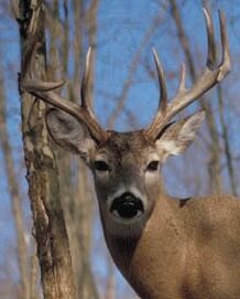 FarmWeekNow/RFD Radio (@farmweeknow) on Twitter photo The <a href="/ILextension/">Illinois Extension</a> is asking late-winter hunters to consider donating to the Illinois #Deer Donation Program. Hunters are not charged a processing fee for donated deer taken to one of six partnering meat processors, which is shared with food pantries: bit.ly/3k6yUdo #FWN The <a href="/ILextension/">Illinois Extension</a> is asking late-winter hunters to consider donating to the Illinois #Deer Donation Program. Hunters are not charged a processing fee for donated deer taken to one of six partnering meat processors, which is shared with food pantries: bit.ly/3k6yUdo #FWN