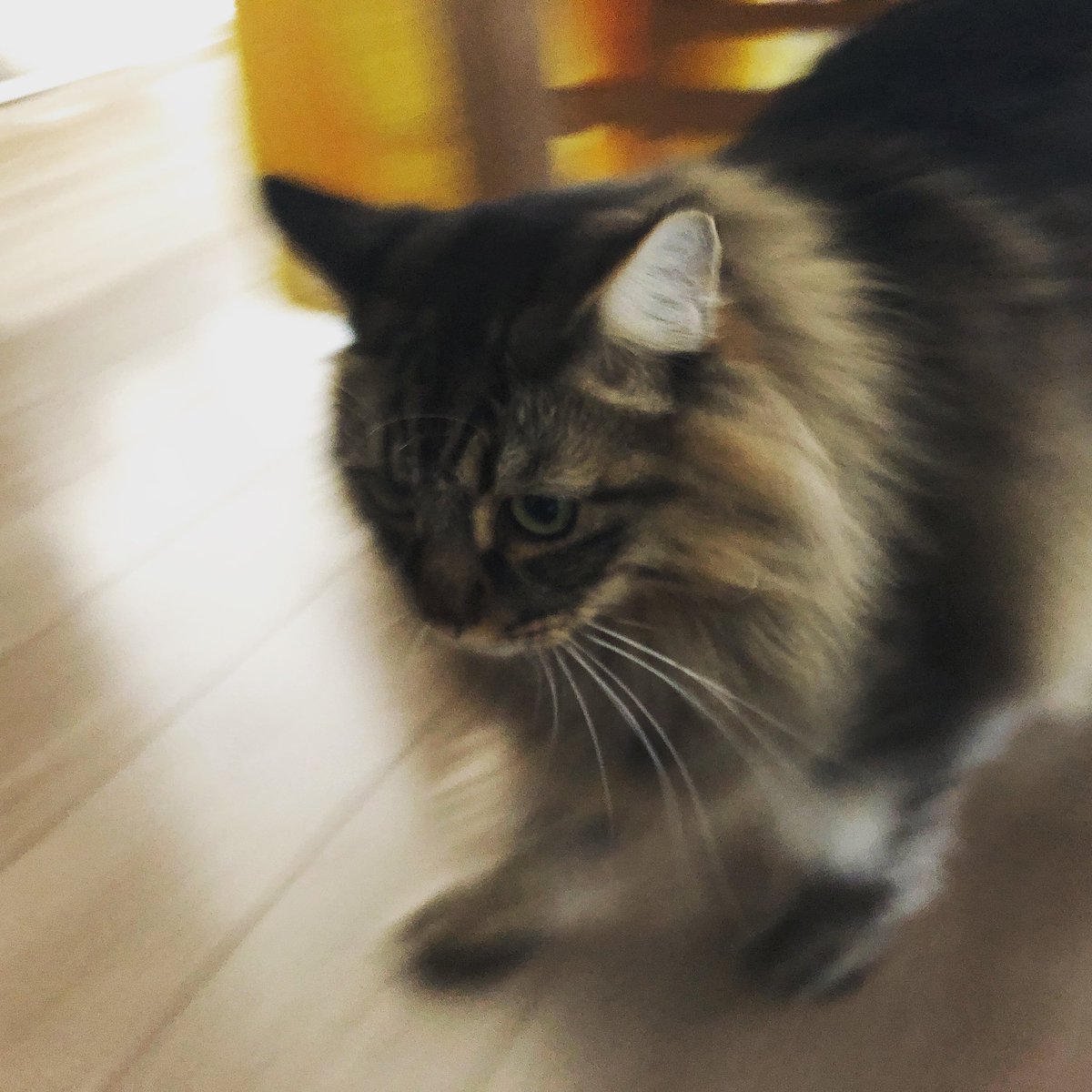 y8852becNnIpix1's tweet image. #おはようございます。
動き回ってうまく撮らせないあお。
なんか今日朝起きたら
少し #腰が痛い 。。。(°▽°)

【家に来て2年3ヶ月31日目】

#猫好きさんと繋がりたい #ねこ #猫 #ちゃあとあお #平和 #猫のいる暮らし