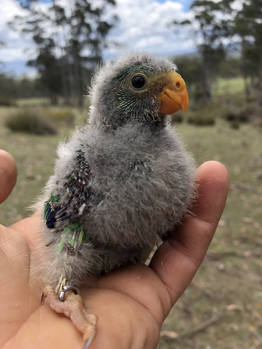 teamswiftparrot's tweet photo. Swift parrot 🤲🦜 https://t.co/xbVxIeEzP7