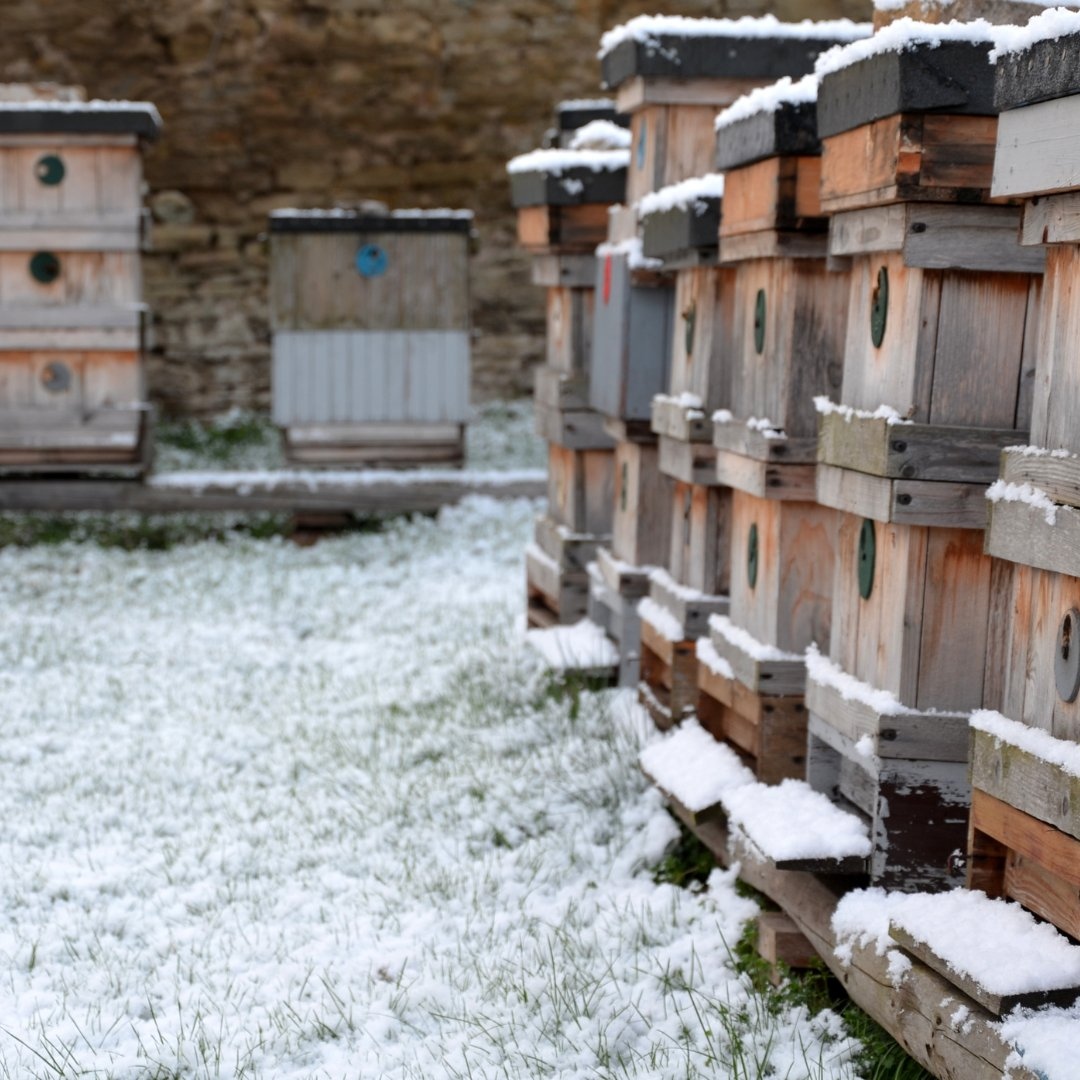 It's cold, but don't worry! Bees cluster in the hive, staying warm &amp; conserving energy.⁠ The bees on the inside vibrate their flight muscles to produce heat while the bees on the outside act as a winter coat. The queen stays warm in the middle of the cluster all winter long.