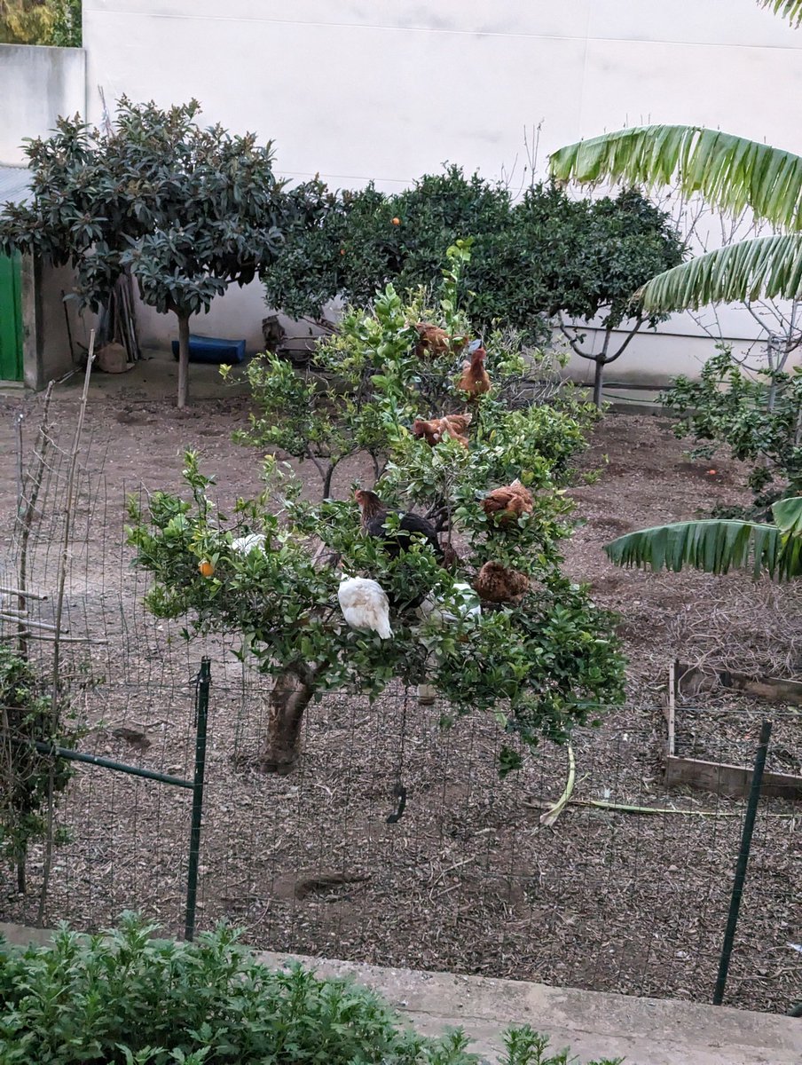 EvilAFM's tweet photo. Antes me fui a dar una vuelta y capturé esta maravilla de instantánea. Alguien me explica por qué hay 20 gallinas subidas a un árbol? https://t.co/QZdEBaQQw2