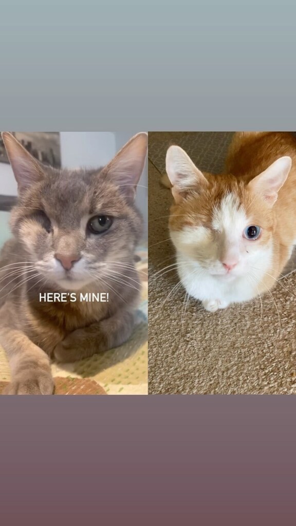 ClowderComics's tweet image. Pretzel’s pretty blue eye! #specialneedscats #oneeyedcatsofinstagram #oneeye #pretzelthetauntaun #specialneeds #specialneedscat Click to watch the Video! ift.tt/KYlWRfL