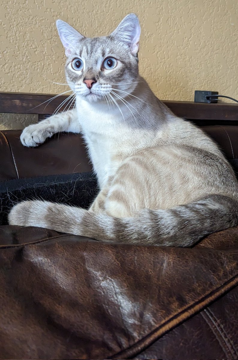 xenostatica's tweet photo. #cat #minitiger
He is a fancy fellow who listens to you and looks you straight in the eyes.
But....at the same time he will wander and meow at his bowl. https://t.co/5qb9rmwYSi