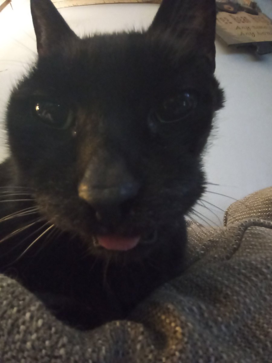 BurntLasagna3's tweet photo. @TweetsOfCats https://t.co/uXeXycL5xZ