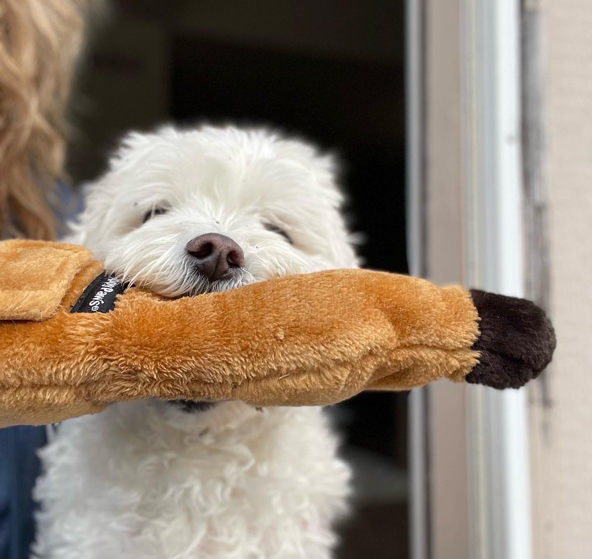 dawn tush tweet media