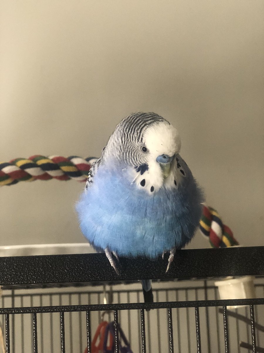 Fredrickbudgie (@fredrickbudgie) on Twitter photo 