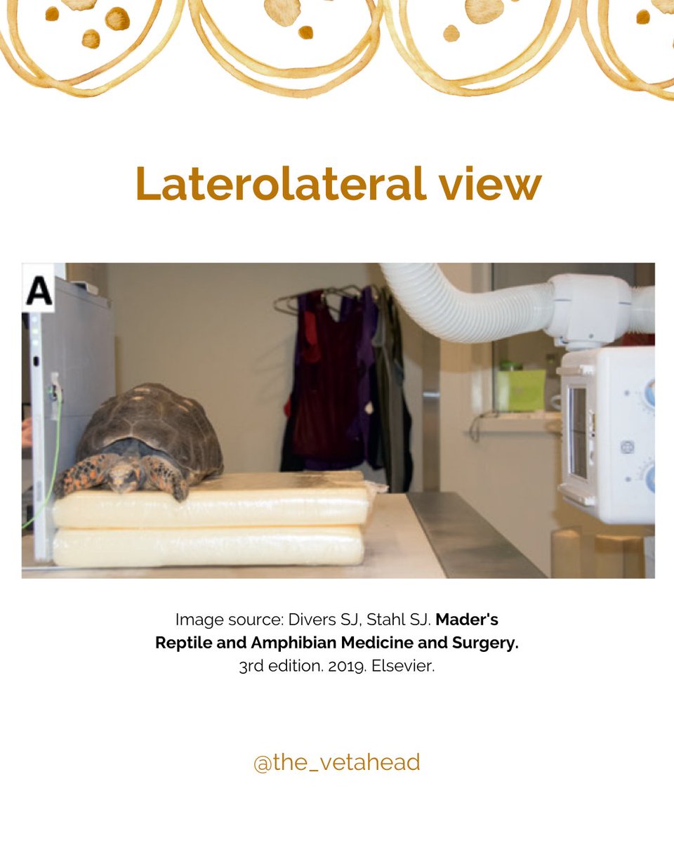 Is it possible to radiograph chelonians? Does the shell get in the way?

This week's posts are thanks to @aishwarya_ramesh95 suggestion!

#vetahead #reptilemedicine #veterinaryradiology #veterinarydiagnosticimaging #reptileradiology