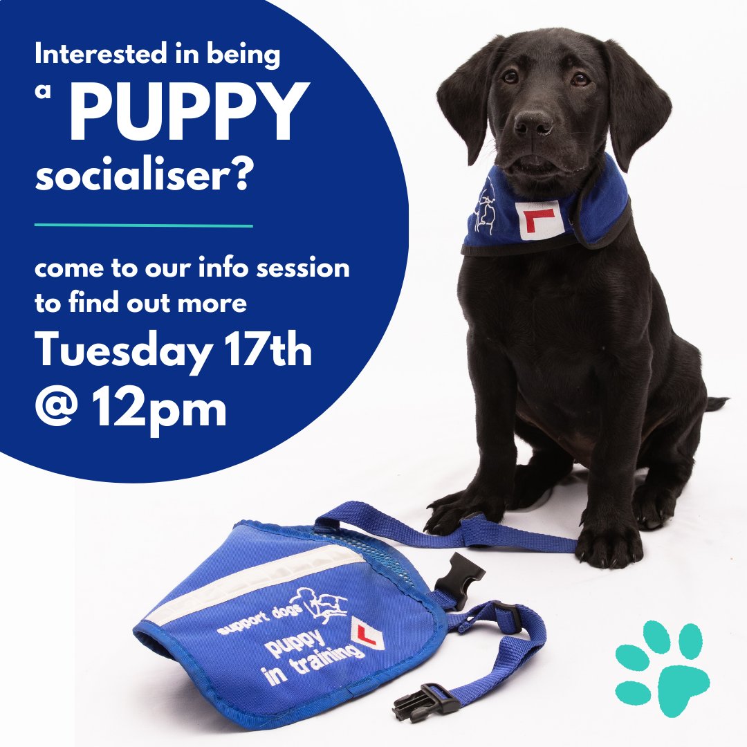 supportdogsuk's tweet photo. It's just under a week to go before we hold our next puppy socialiser information session! For anyone who is interested in volunteering with our puppies, this is a great opportunity to find out more about the role before applying. #volunteer #puppy https://t.co/X6irSQlQ06