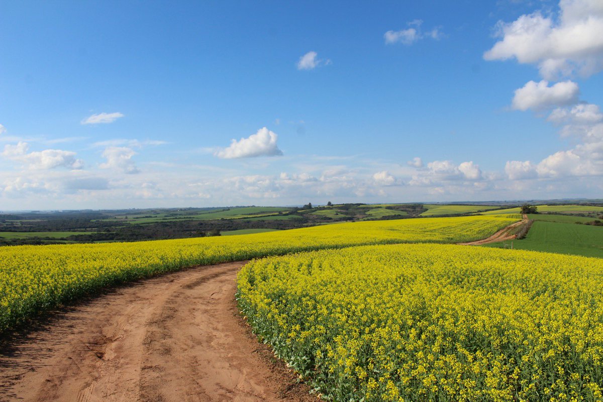 PenergeticUy's tweet photo. Nuestros productos apoyan y fortalecen los diversos sectores agrícolas, ganaderos y forestales de manera natural y sostenible 🌿 Penergetic utiliza tecnología bioestimulante que da como resultado cultivos y animales más sanos y fuertes. 

#penergetic #natural #biotechnology https://t.co/Yrx90iiXNq